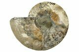 Very Large, Cut & Polished Ammonite Fossil (Half) - Madagascar #238789-1